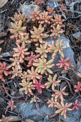 Closeup top view of succulent plant sedum album aka white stonecrop growing in the wild on rocky soil