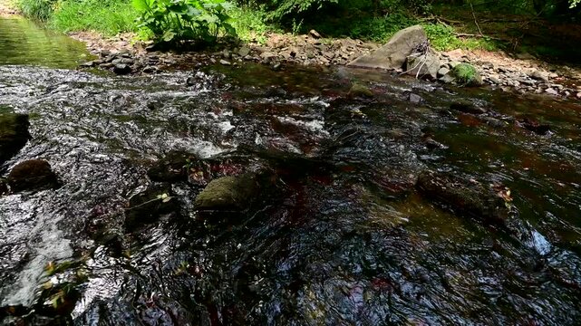 A stream flows over rocks in the Igneada forest, showcasing clear water and a lush natural environment. The scene is dynamic and serene.
