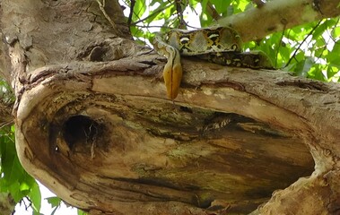 งูเหลือมบนต้นไม้