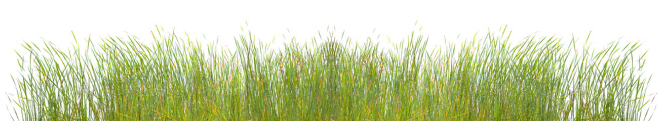 Touffes d’herbes, fond blanc 