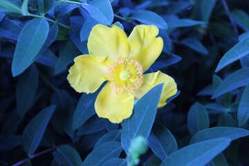 yellow iris flower