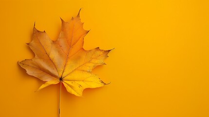 Fototapeta premium Autumn Leaf on Yellow Background
