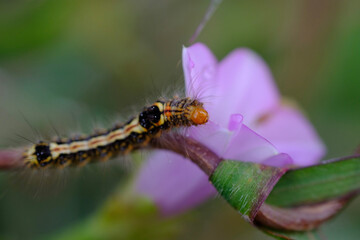 a caterpillar resting on a branch of a beautiful purple flower 