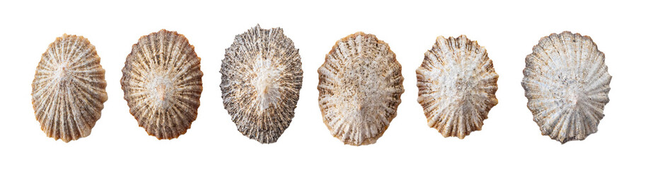 Beautiful ocean shells