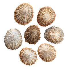 Beautiful ocean shells