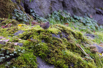 Sparrow on Moss-Covered Rocks in Natural Setting
