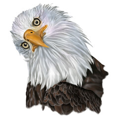 Hand drawing of Bald eagle head isolated on transparent background