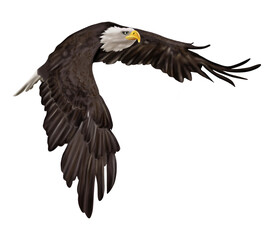 Hand drawing of Bald eagle flying isolated on transparent background
