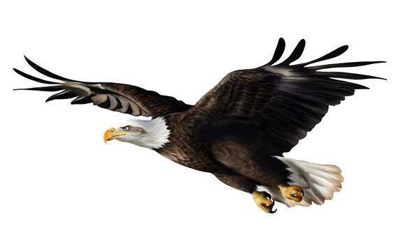 Hand drawing of Bald eagle flying isolated on transparent background