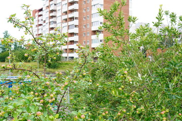 Many green apples with red side hanging on the trees. Red brick building on the back. Summer daytime. Lasnamae, Tallinn, Estonia, Europe. July 2024