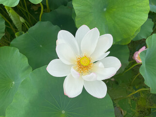 Graceful Sway: The Lotus in the Wind