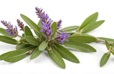 Sage, herbal medicine isolated on white background