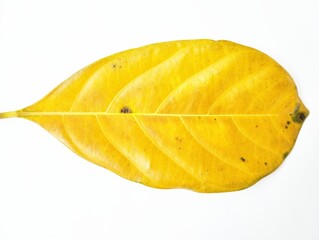 Fototapeta premium Yellow leaf on white background 