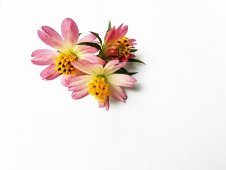 Cosmos caudatus flower on white background 
