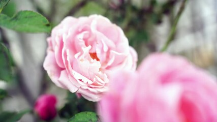 Beautiful Roses in the garden scene showing masses of beautiful roses in summer sunshine. garden background, colorful flowers blooming in spring, beautiful flower garden view