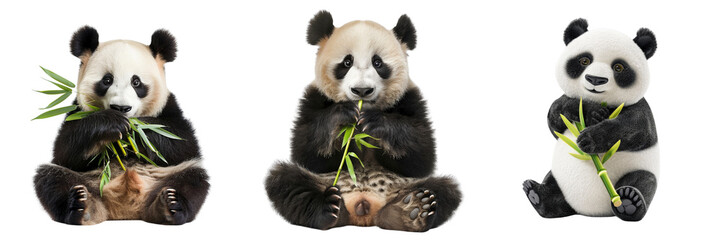 Naklejka premium Set of A cute and cuddly panda bear holding a bamboo shoot isolated on transparent background (3)