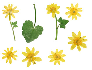Pressed and dried yellow ficaria verna flowers and leaf, isolated on white background. For use in...