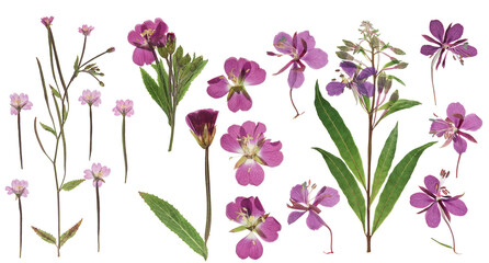 Pressed and dried delicate lilac flowers fireweed (epilobium collinum) on stem with green leaves. Isolated on white background. For use in scrapbooking, floristry or herbarium.