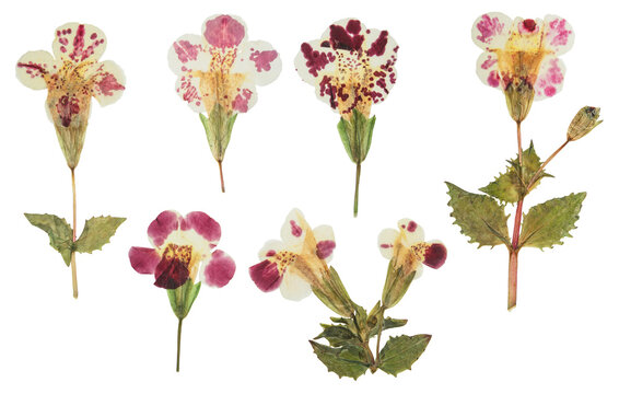 Pressed and dried mimulus flowers. Isolated on white background. For use in scrapbooking, floristry or herbarium.