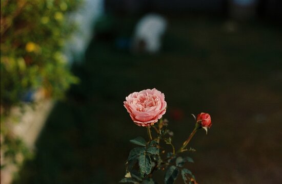 red rose flower
