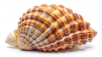 Obraz premium Close-Up Sea Shell Isolated on White Background for Creative Designs