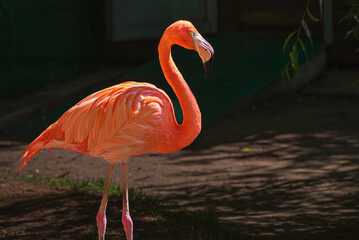 White and pink flamingo at the zoo