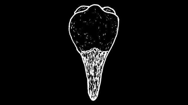 White wiggly hand drawn human premolar teeth doodle animation    