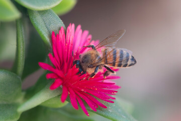 Bee in flower 