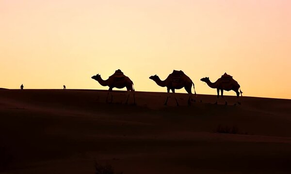 Indian cameleers (camel driver) bedouin with camel silhouettes in sand dunes of Thar desert on sunset. Caravan in Rajasthan travel tourism background safari adventure. 4k video