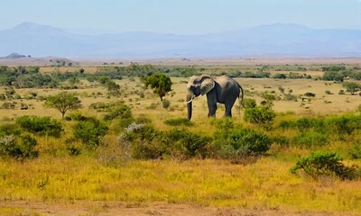 African Elephant in Tanzania in Africa, Vertical Animal Video for Social Media, Instagram Reels and Tiktok of Elephants in Ngorongoro Conservation Area at Ndutu National Park on Wildlife 4k video - Powered by Adobe