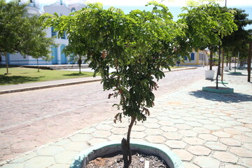 salvador, bahia, brazil - august 11, 2023: pau brasil tree - Paubrasilia echinata - seen in a...