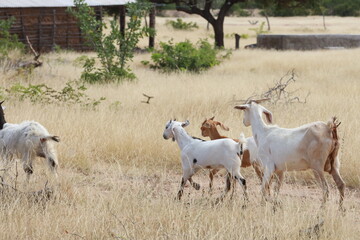 rodelas, bahia, brazil - june 15, 2024: goat farming in the rural area of ​​the city of Rodelas.