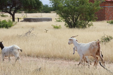 rodelas, bahia, brazil - june 15, 2024: goat farming in the rural area of ​​the city of Rodelas.