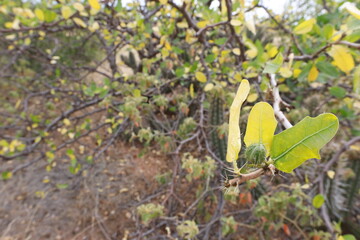rodelas, bahia, brazil - june 15, 2024: Favela plant - cnidoscolus quercifolius.