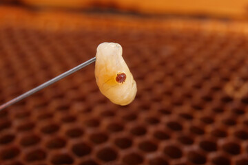 Varroa on a bee larva with honeycomb background