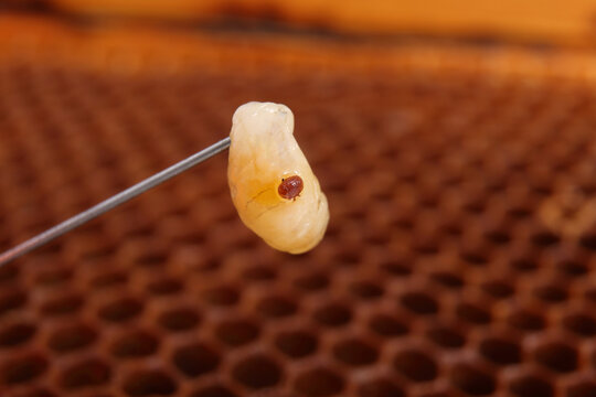 Varroa on a bee larva with honeycomb background