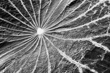 black and white background on lilly leaf
