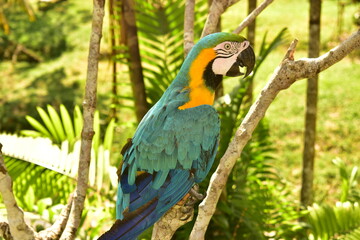 Guacamayo