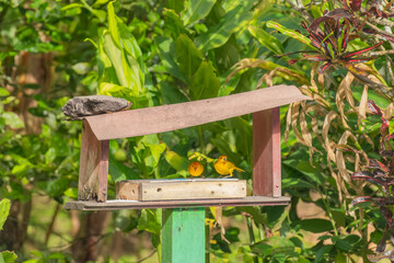 pajaros comiendo bajo un techo 