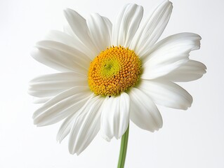 Fototapeta premium A single white daisy with a yellow center, isolated on a white background.