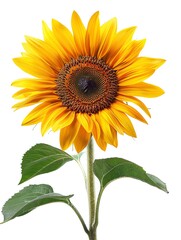 Fototapeta premium A vibrant yellow sunflower with dark brown center and green leaves, isolated on white background.