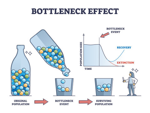 Bottleneck effect axis scheme on genetic drift and population outline diagram, transparent background. Labeled graphic with time and species variation reduction after disaster event illustration.