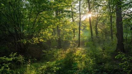 Fototapeta premium Sunlight Filtering Through a Lush Forest