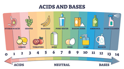 Acids, neutral and bases substances scale with examples outline diagram, transparent background. Labeled educational chemical PH values scheme with colored and numbered areas illustration.