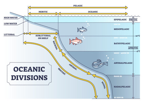 Oceanic divisions and depth zones as underwater parts in outline diagram, transparent background.Labeled educational geographic system with shallow and deep ecosystem illustration.