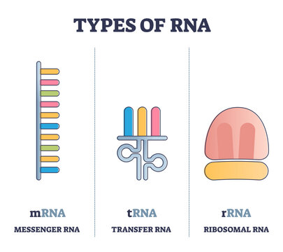 Types of RNA polymeric molecule comparison, illustrated outline diagram, transparent background. Messenger mRNA, transfer tRNA and ribosomal rRNA examples. Roles in coding, decoding.
