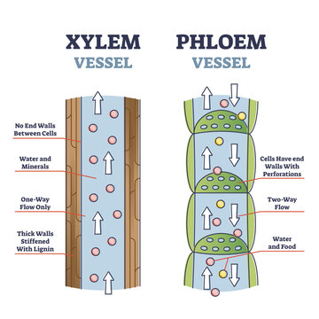 Xylem and phloem water and minerals transportation system outline diagram, transparent background. Educational labeled anatomical scheme with vessel side cross section.