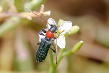 Certallum ebulinum longhorn beetle posed on a white flower on a sunny day