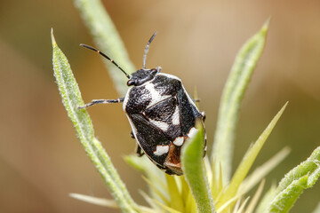 Eurydema oleracea shield bug posed on a plant under the sun