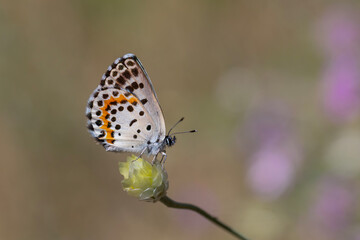 a wonderful little butterfly with black dots,Checkered Blue, Scolitantides orion